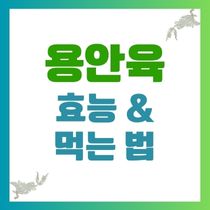 용안육 효능