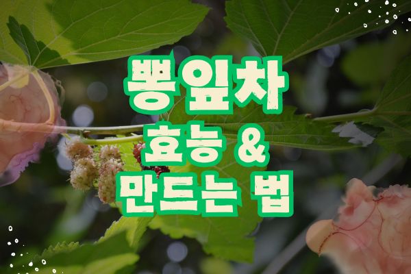 뽕잎 효능