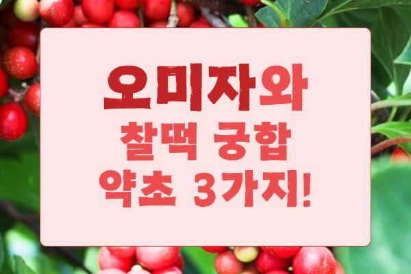 오미자와 궁합이 좋은 약초