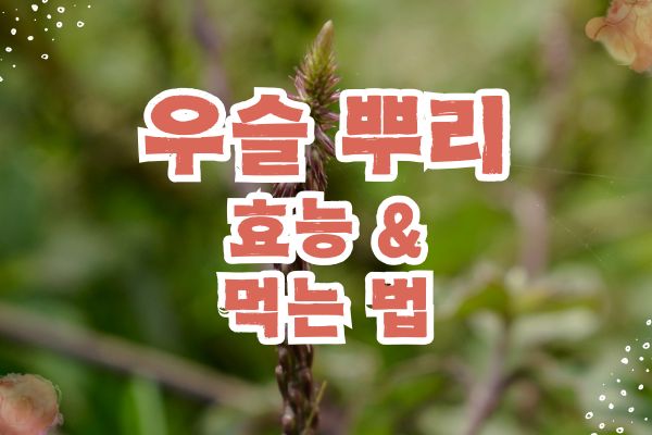 우슬 뿌리 효능
