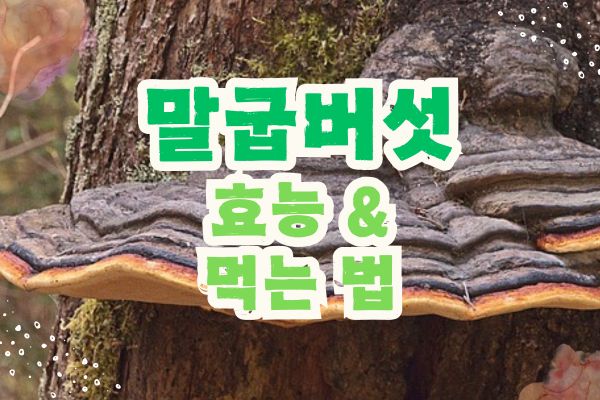 말굽버섯 효능