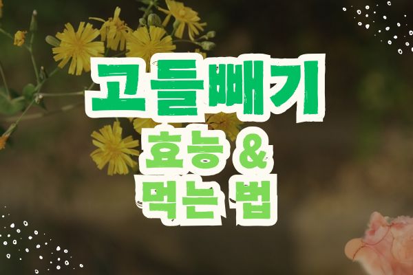 고들빼기 효능