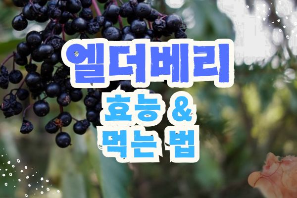 엘더베리 효능