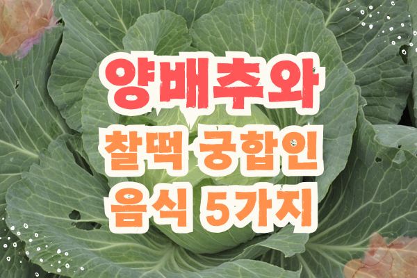 양배추 효능