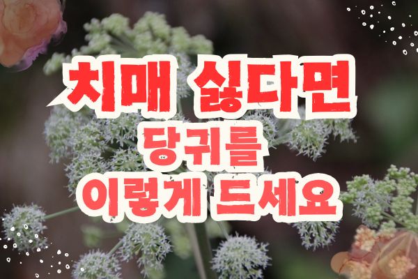 치매에 좋은 당귀 효능