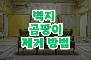 벽지 곰팡이 제거